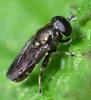 Eumerus sp.